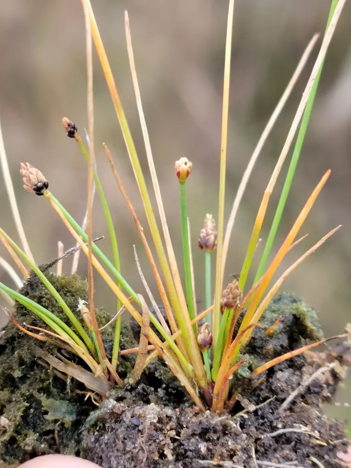 Purple Spikerush (Eleocharis atropurpurea)
