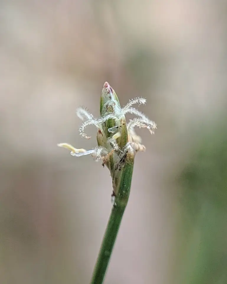 Baldwin's Spikerush (Eleocharis baldwinii)