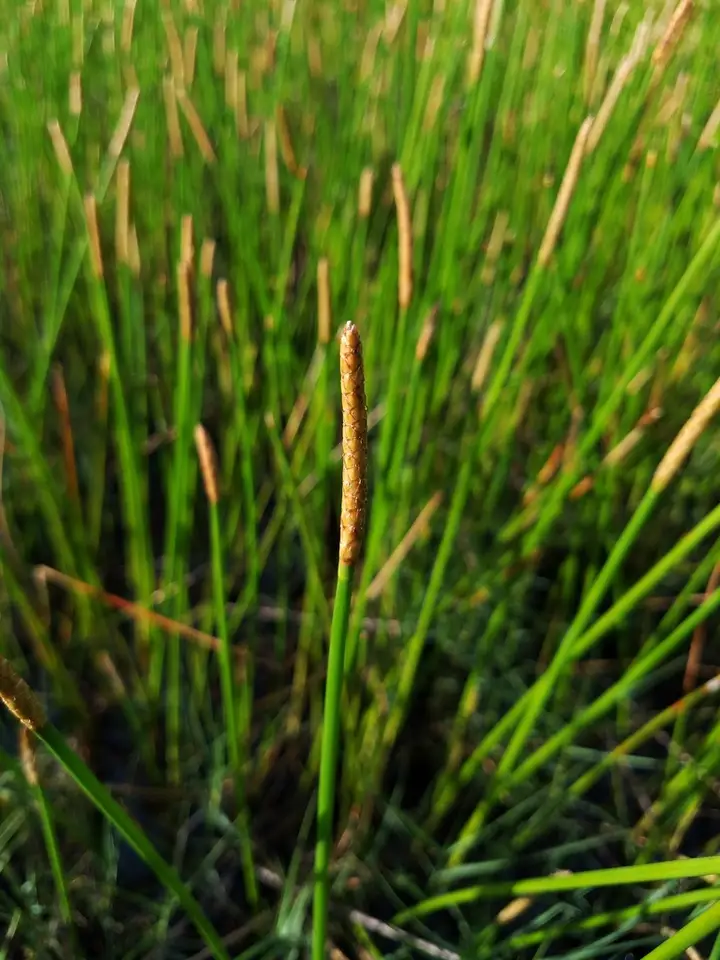 Gulf Coast Spikerush (Eleocharis cellulosa)