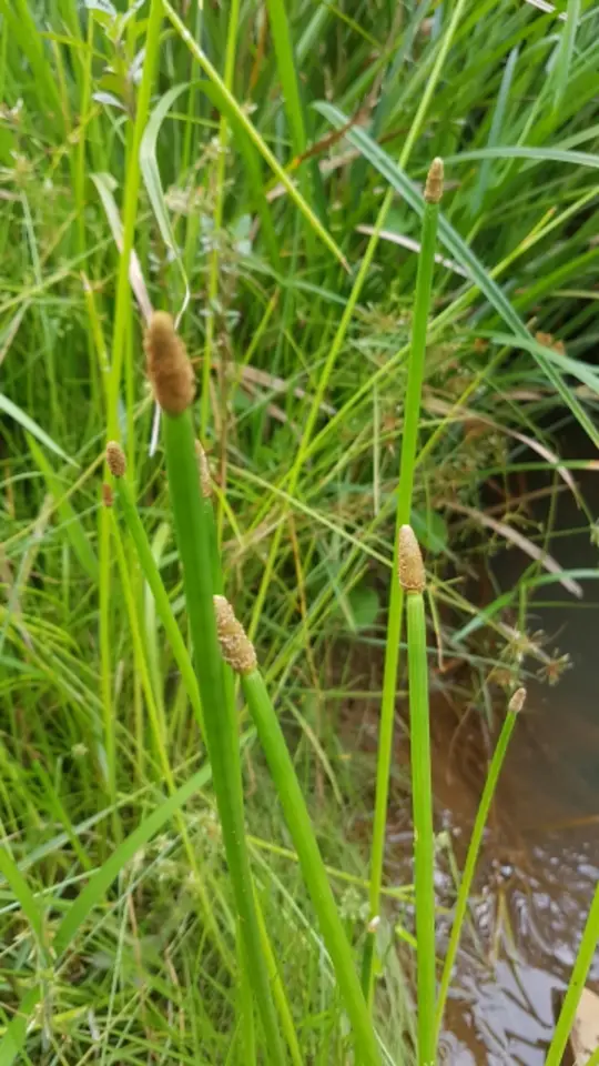 Elegant Spikerush (Eleocharis elegans)