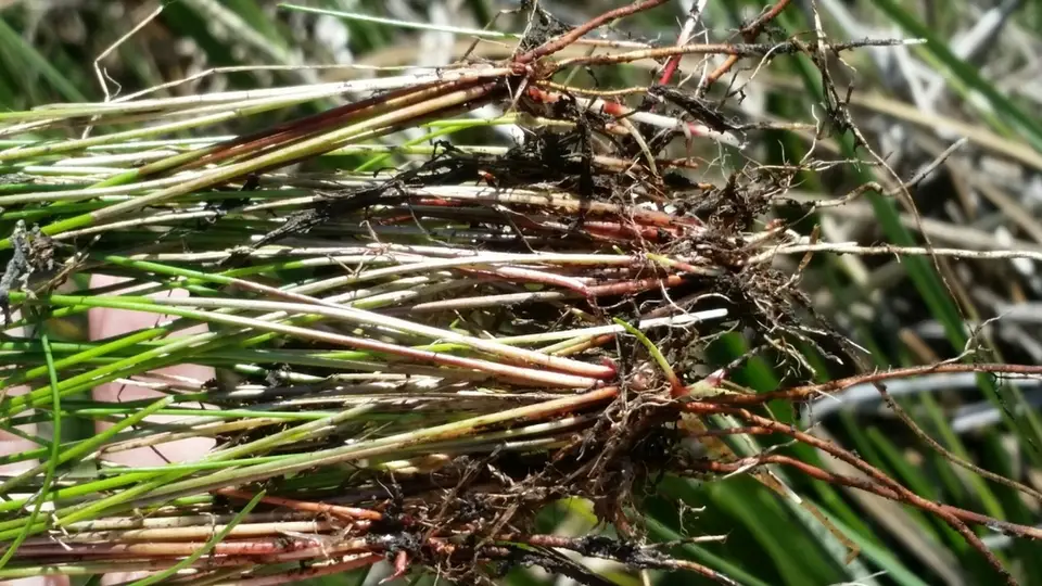 Slim Spikerush (Eleocharis elongata)