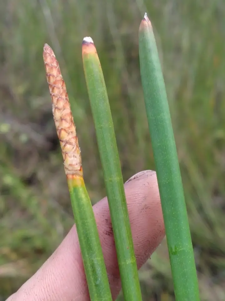 Horsetail Spikerush (Eleocharis equisetoides)