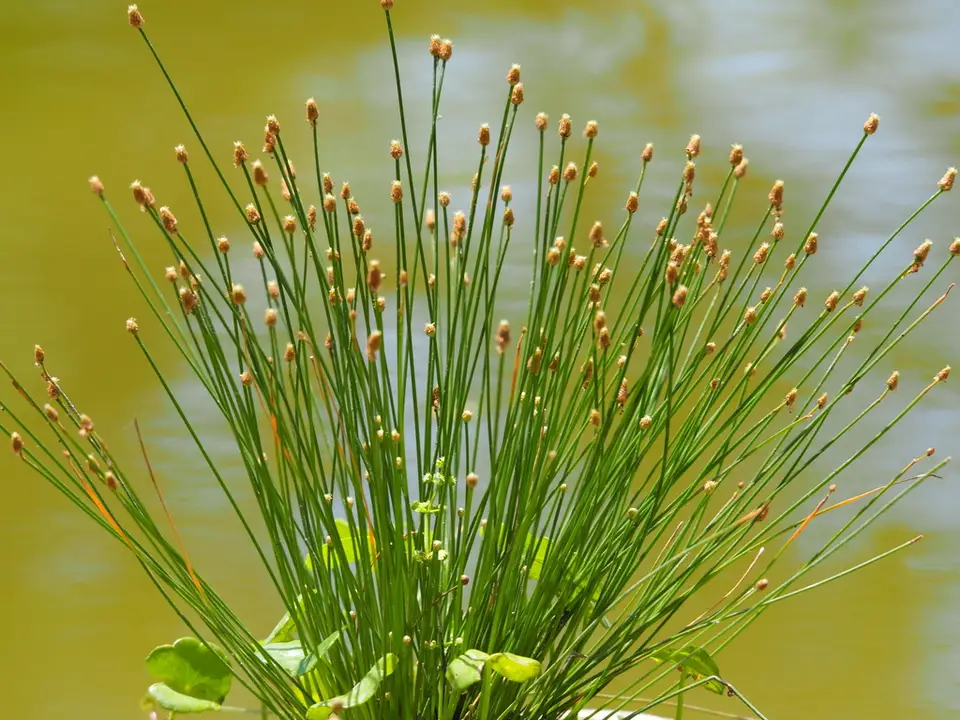 Canada Spikesedge (Eleocharis geniculata)
