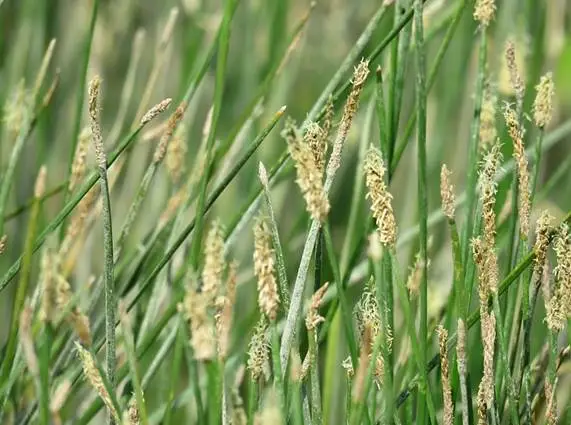 Knotted Spikerush (Eleocharis interstincta)