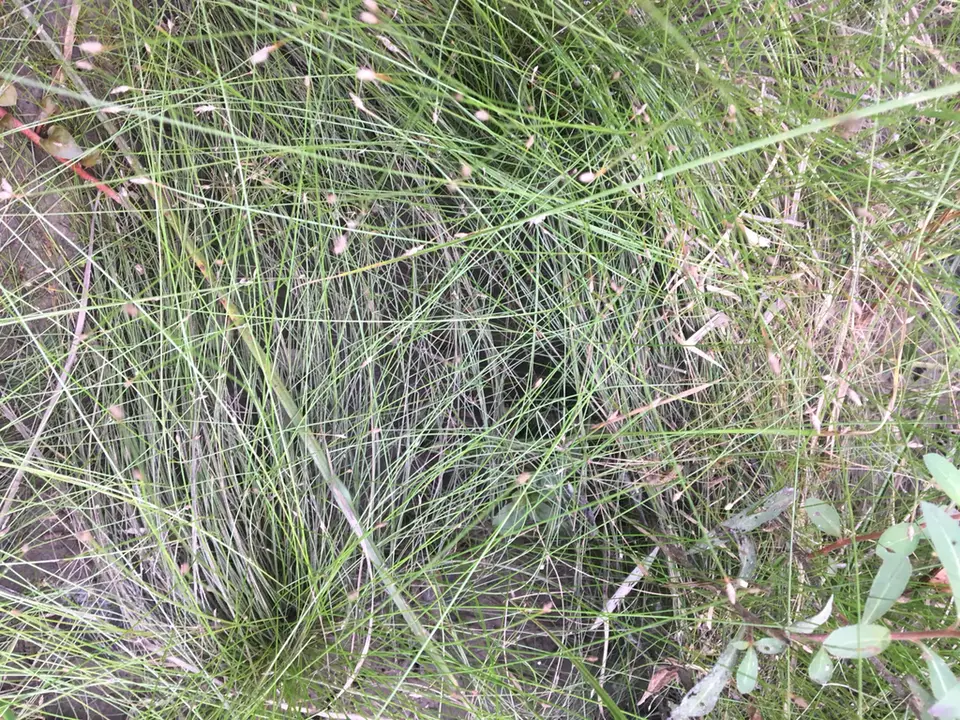 Smallfruit Spikerush (Eleocharis microcarpa)