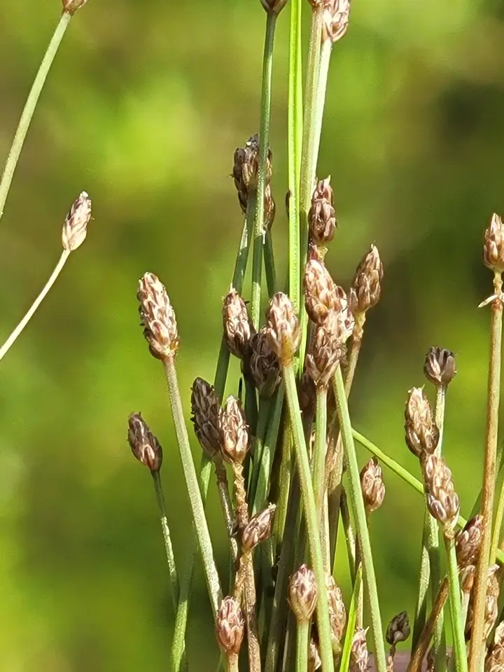 Eleocharis nigrescens (Eleocharis nigrescens)