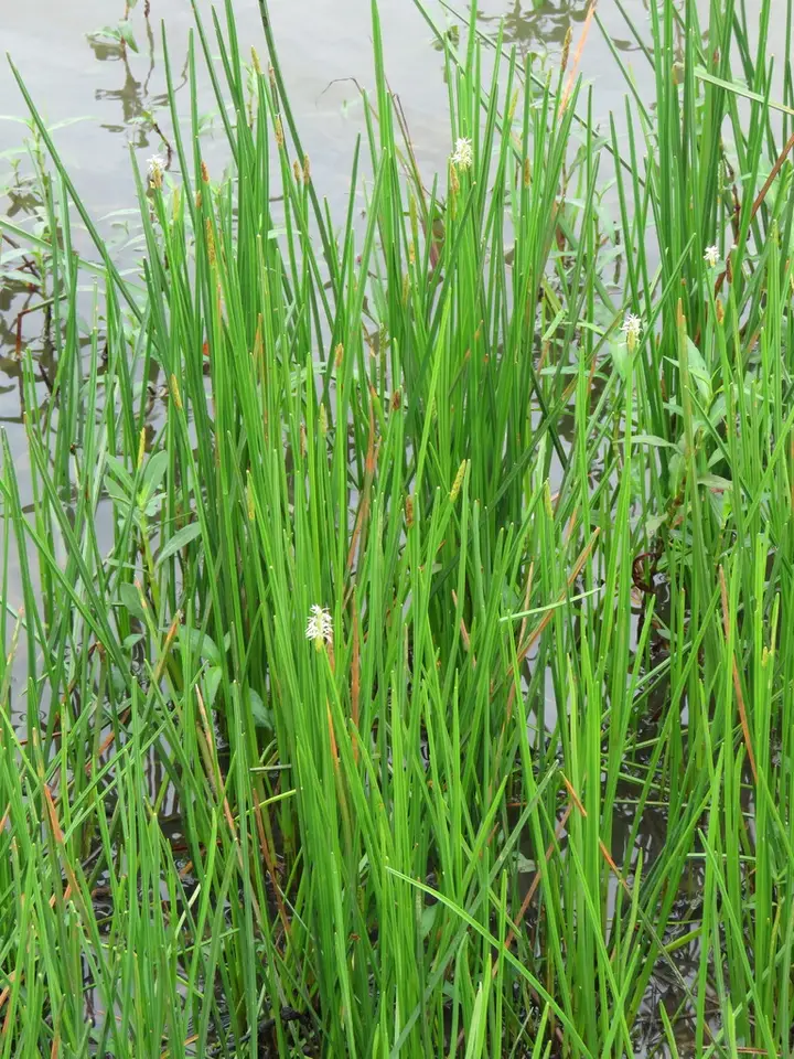 Squarestem Spikerush (Eleocharis quadrangulata)