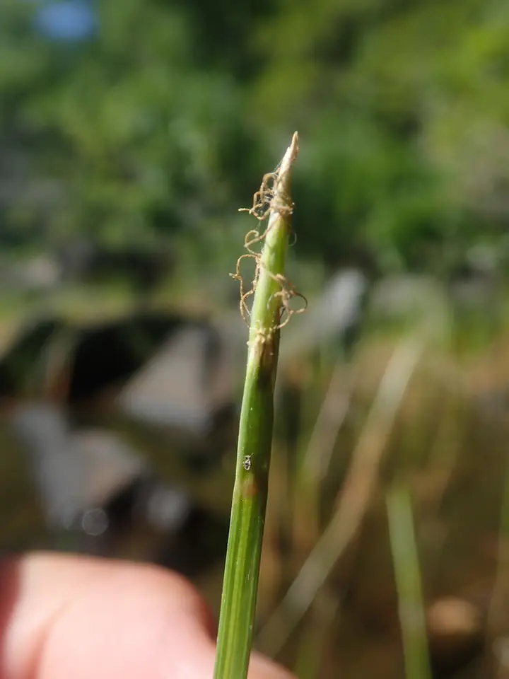 Robbins' Spikerush (Eleocharis robbinsii)