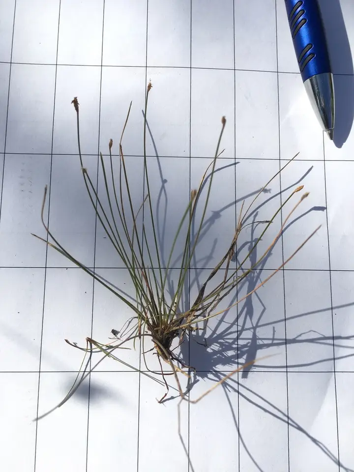 Viviparous Spikerush (Eleocharis vivipara)