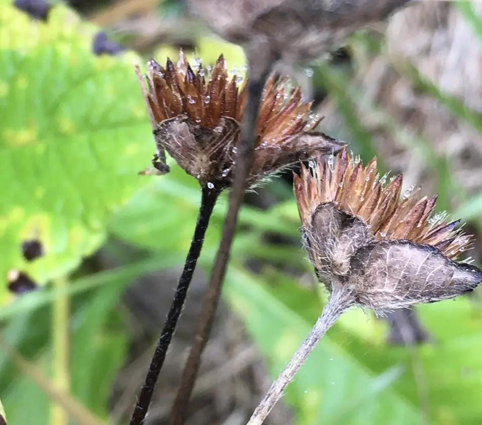 Leafy Elephant's-Foot (Elephantopus carolinianus)