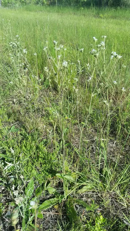 Tall Elephant's-Foot (Elephantopus elatus)