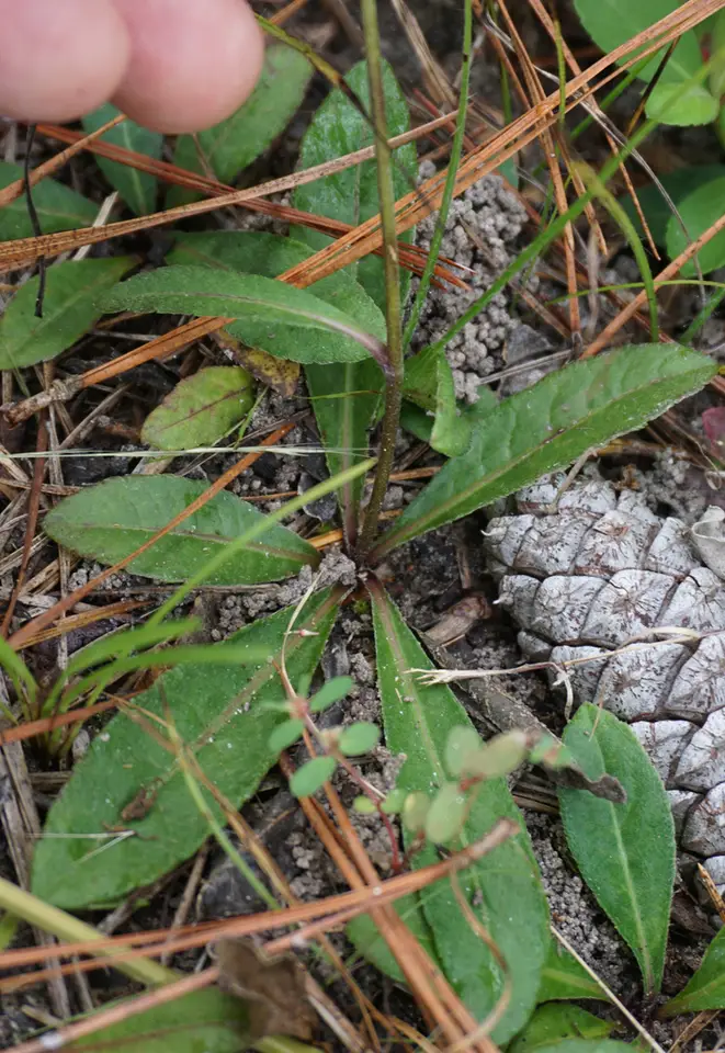 Smooth Elephant's Foot (Elephantopus nudatus)