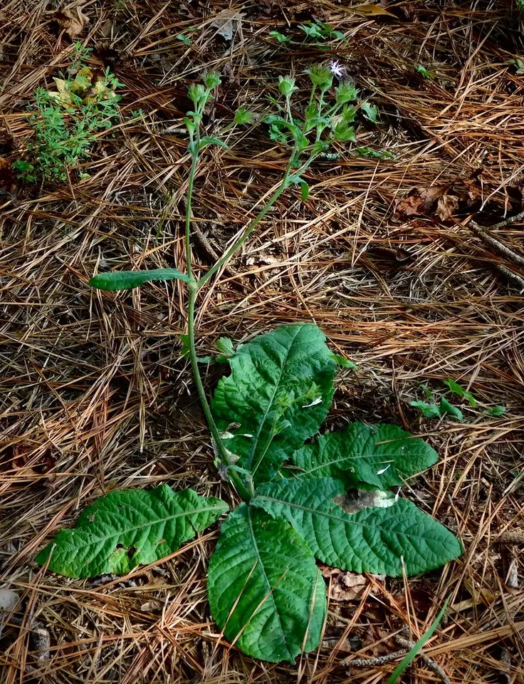 Common Elephant's-Foot (Elephantopus tomentosus)