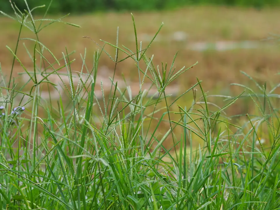 Goose Grass (Eleusine indica)