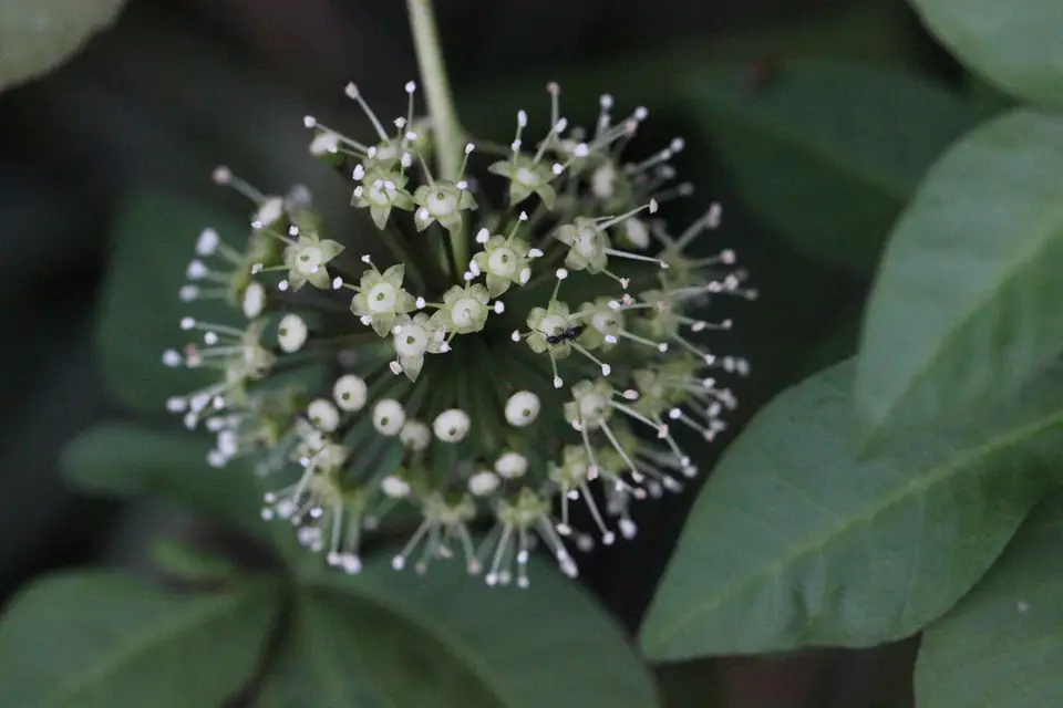 Three-Leaved Eleutherococcus (Eleutherococcus trifoliatus)
