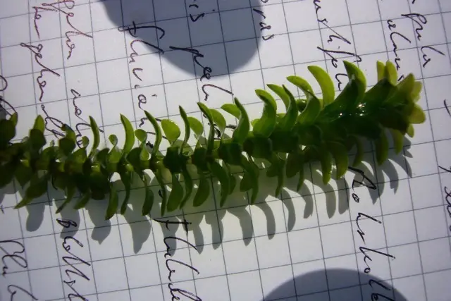 Canadian Waterweed (Elodea canadensis)