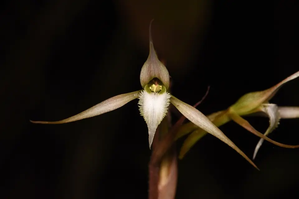 Spurred Neottia (Eltroplectris calcarata)