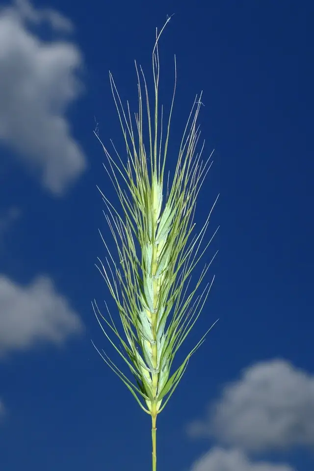 Southeastern Wildrye (Elymus glabriflorus)