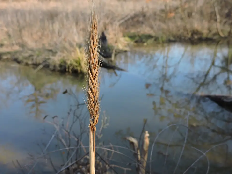Virginia Wildrye (Elymus virginicus)