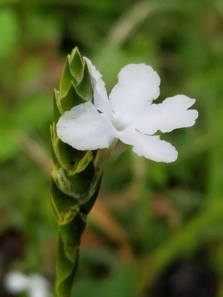 Carolina Scalystem (Elytraria caroliniensis)