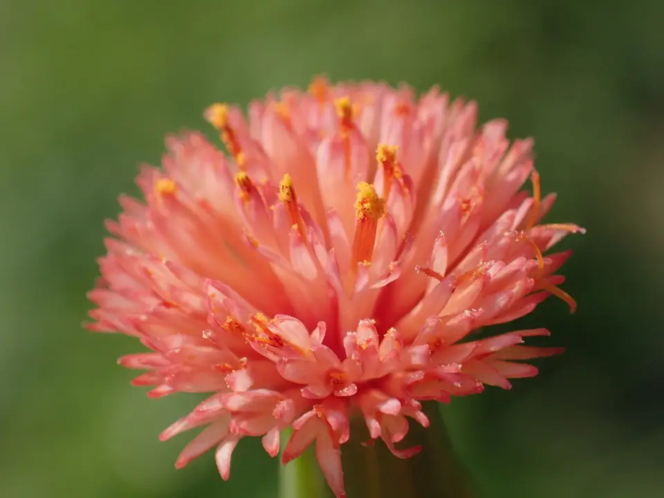 Red Tasselflower (Emilia fosbergii)