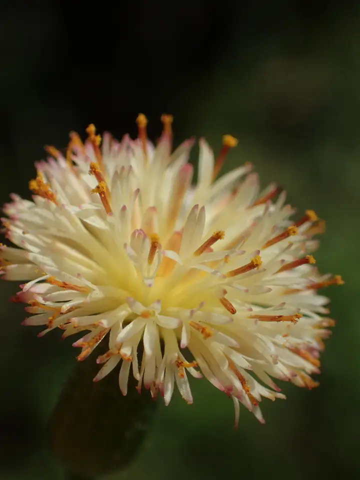 Pale Tasselflower (Emilia praetermissa)