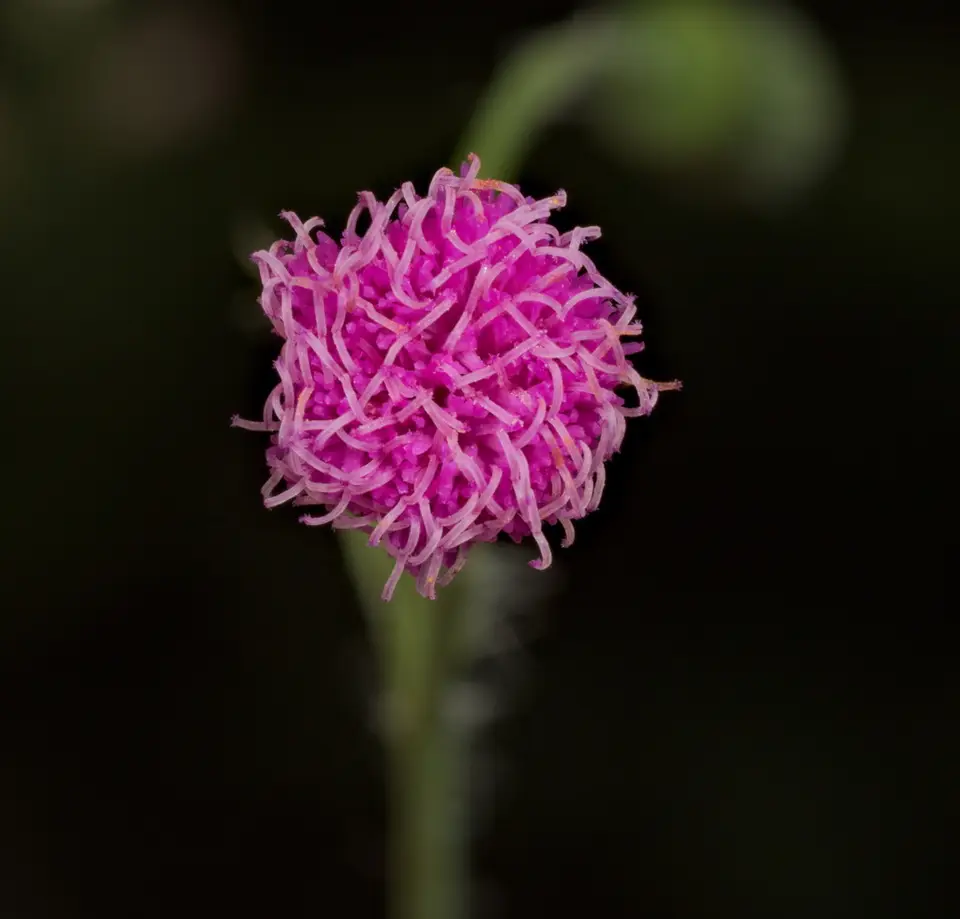Lilac Tasselflower (Emilia sonchifolia)