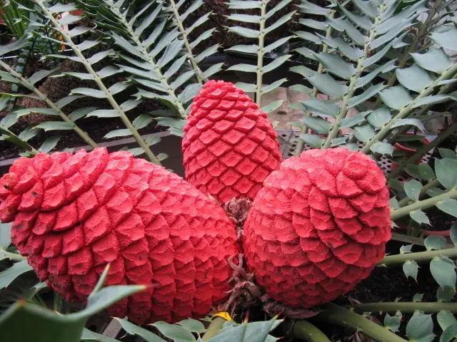 Maputaland Cycad (Encephalartos ferox)