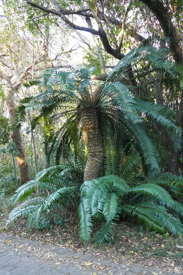 Natal Giant Cycad (Encephalartos natalensis)