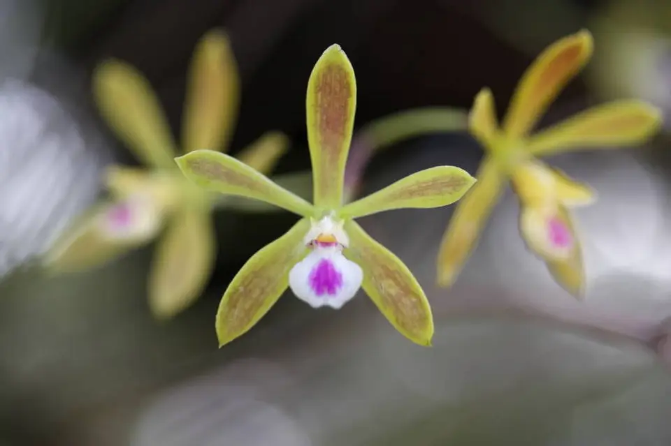 Florida Butterfly Orchid (Encyclia tampensis)