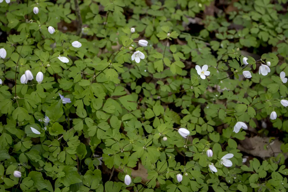 False Rue Anemone (Enemion biternatum)