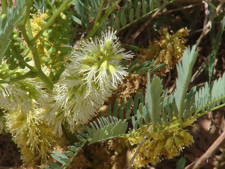 Dwarf Elephantroot (Entada elephantina)