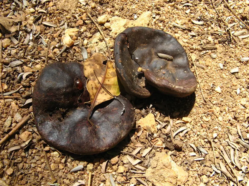Pacara Earpod Tree (Enterolobium contortisiliquum)