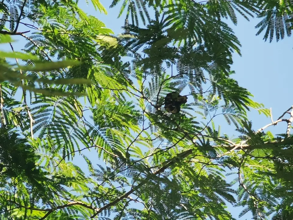 Elephant Ear Tree (Enterolobium cyclocarpum)