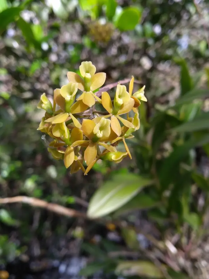Big-Mouth Star Orchid (Epidendrum amphistomum)