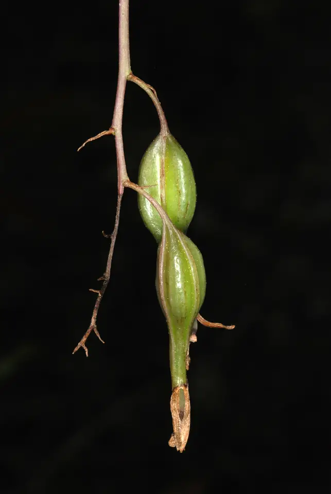 Greenfly Orchid (Epidendrum conopseum)