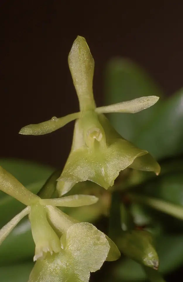 Florida Star Orchid (Epidendrum floridense)