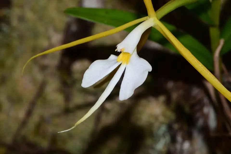 Night Scented Orchid (Epidendrum nocturnum)