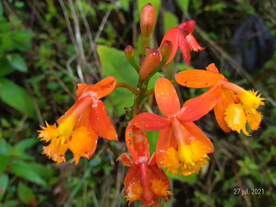 Fire-Star Orchid (Epidendrum radicans)