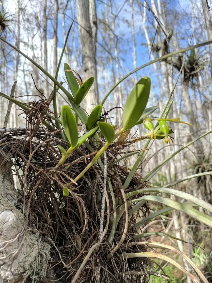 Stiff Flower Star Orchid (Epidendrum rigidum)