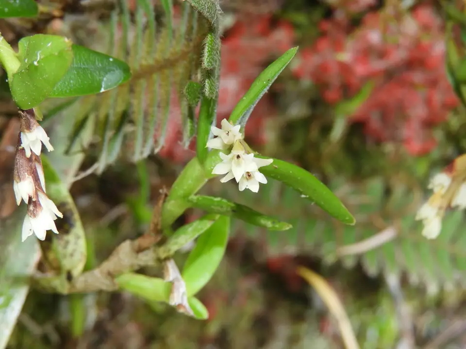 Cone-Bearing Epidendrum (Epidendrum strobiliferum)
