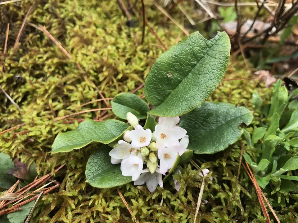 Trailing Arbutus (Epigaea repens)