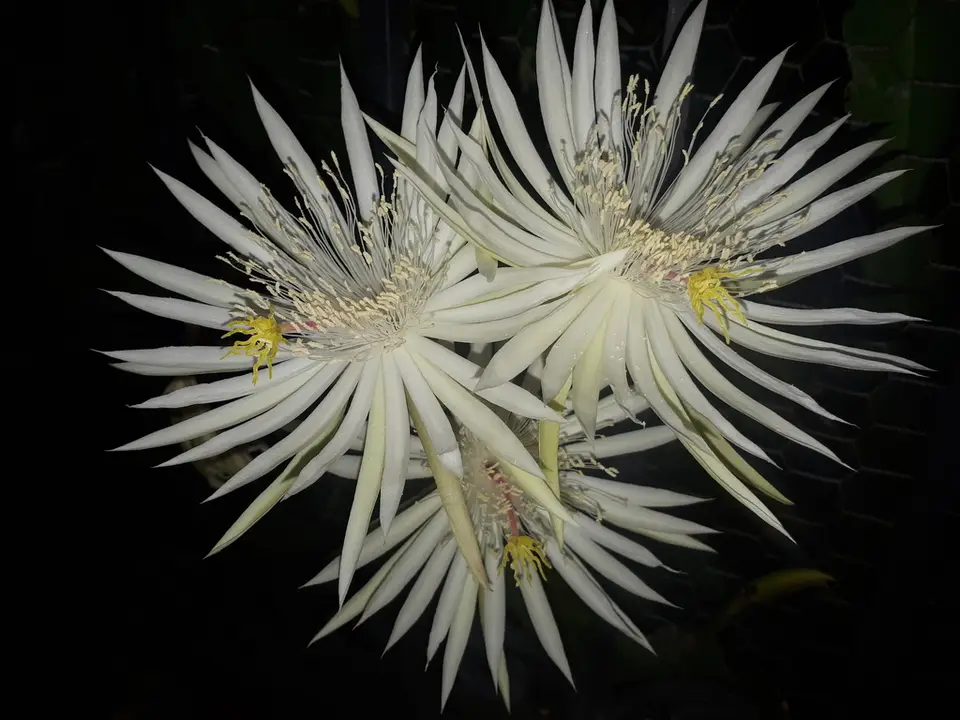 Hooker's Orchid Cactus (Epiphyllum hookeri)