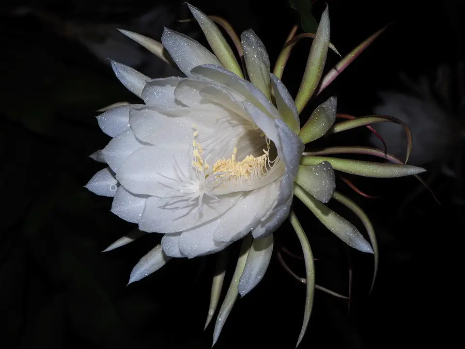 Queen of the Night (Epiphyllum oxypetalum)