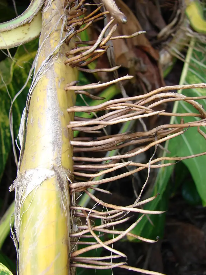 Golden Pothos (Epipremnum aureum)