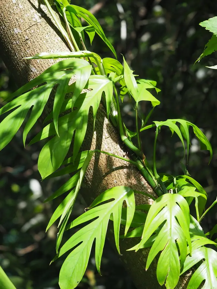Dragon-Tail (Epipremnum pinnatum)