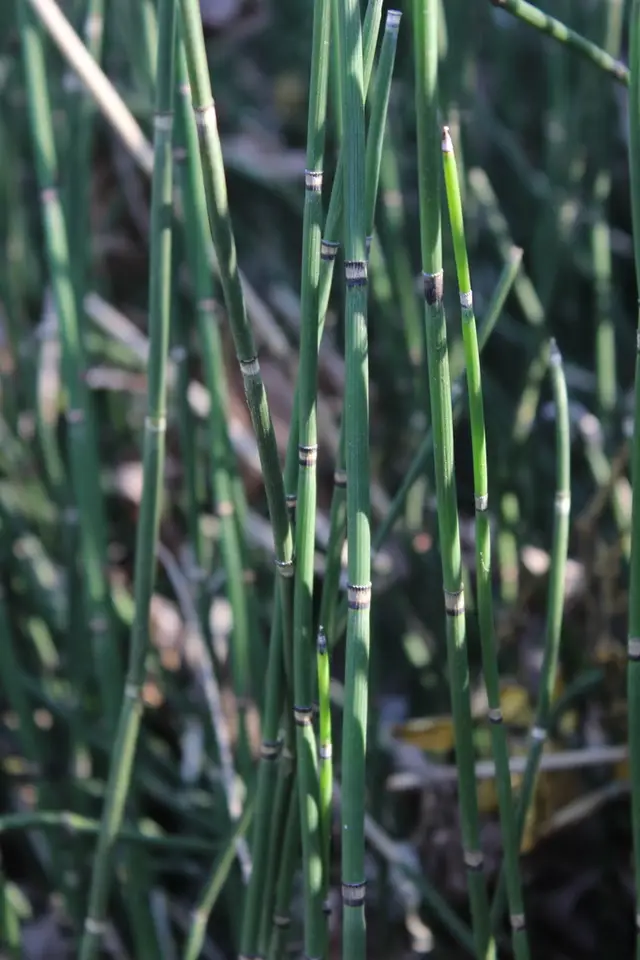 Rough Horsetail (Equisetum hyemale)