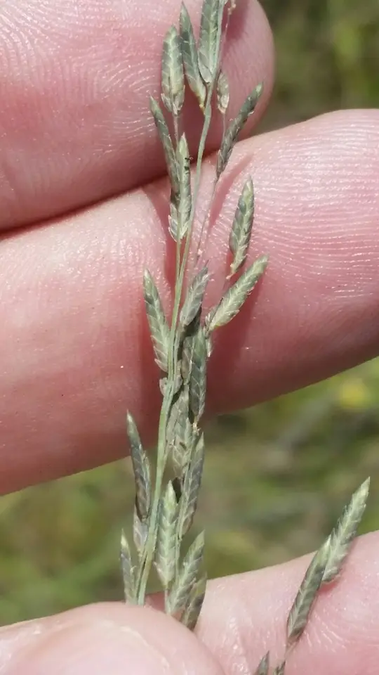Thalia Lovegrass (Eragrostis atrovirens)