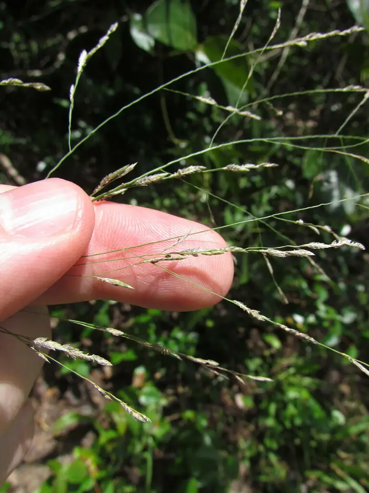 Eragrostis bahiensis (Eragrostis bahiensis)
