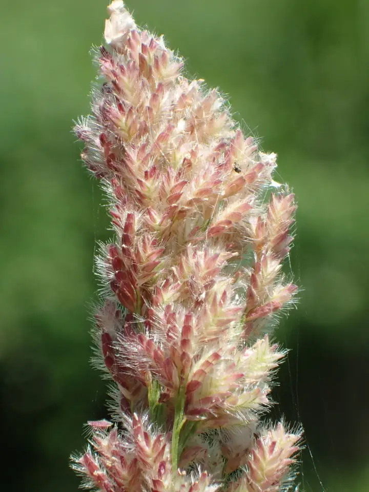 Gophertail Lovegrass (Eragrostis ciliaris)